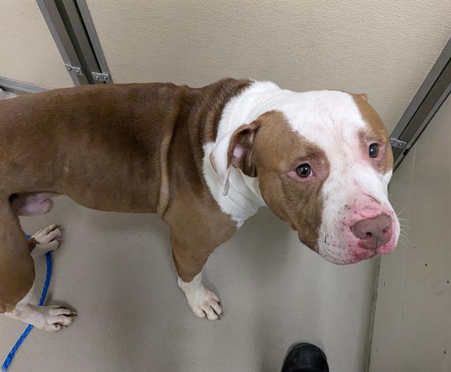 Shelter Stray Male Dog last seen Near BLOCK S 228TH ST, SEATAC WA 98198, 21615 64th Ave S, Kent, WA 98032, USA