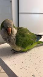 Lost Male Bird last seen Emily C Moises Day Care home services, Miami Springs, FL 33010
