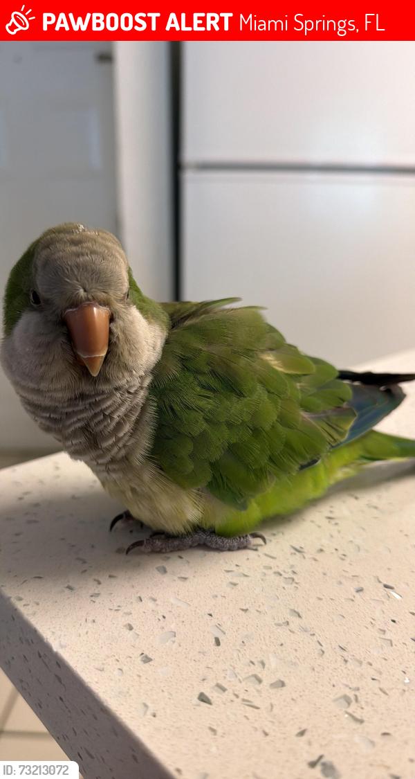 Lost Male Bird last seen Emily C Moises Day Care home services, Miami Springs, FL 33010