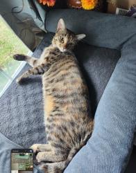 Lost Female Cat last seen Motley and Town East, Mesquite, TX 75150