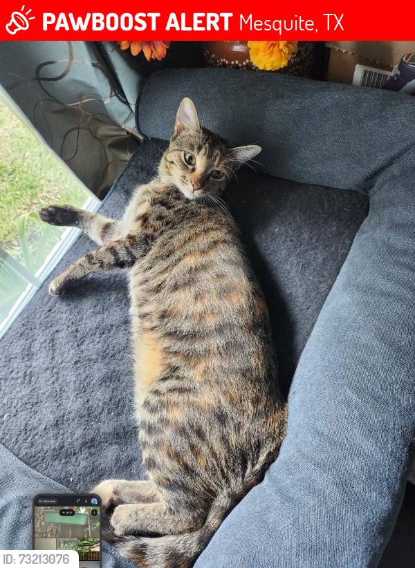 Lost Female Cat last seen Motley and Town East, Mesquite, TX 75150