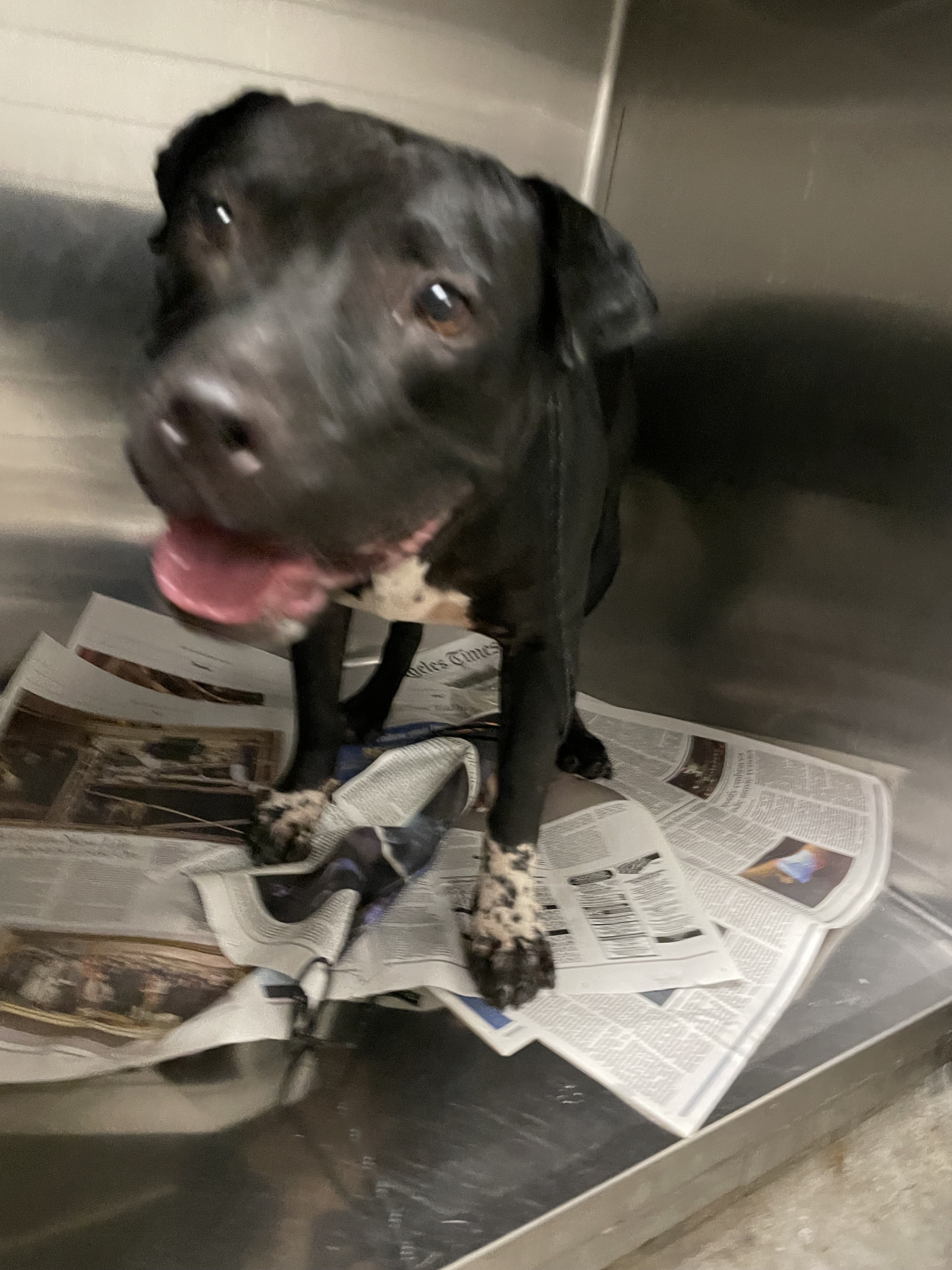 Shelter Stray Female Dog last seen , 14409 Vanowen St, Van Nuys, CA 91405, USA