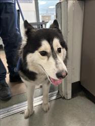 Shelter Stray Female Dog last seen , 14409 Vanowen St, Van Nuys, CA 91405, USA