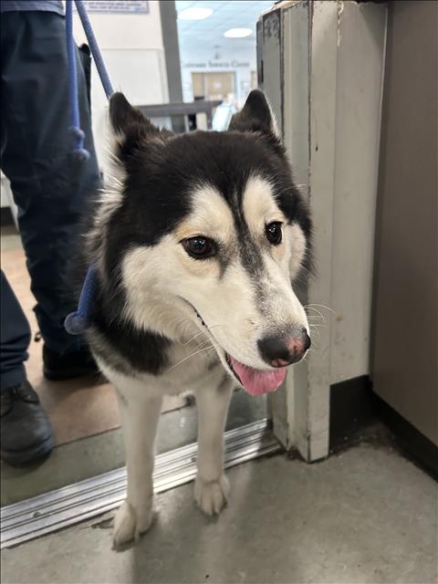 Shelter Stray Female Dog last seen , 14409 Vanowen St, Van Nuys, CA 91405, USA