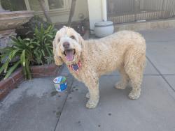 Reunited Female Dog last seen Skyline and Equestrian, North Tustin, CA 92705