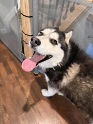 Found/Stray Female Dog last seen 96th & Luncford, Thornton, CO 80260