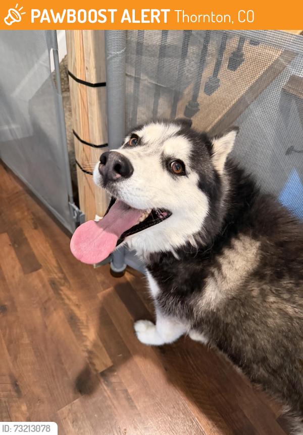 Found/Stray Female Dog last seen 96th & Luncford, Thornton, CO 80260