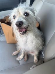 Found/Stray Male Dog last seen 63rd Ave and Sweetwater Ave, Glendale, AZ 85304
