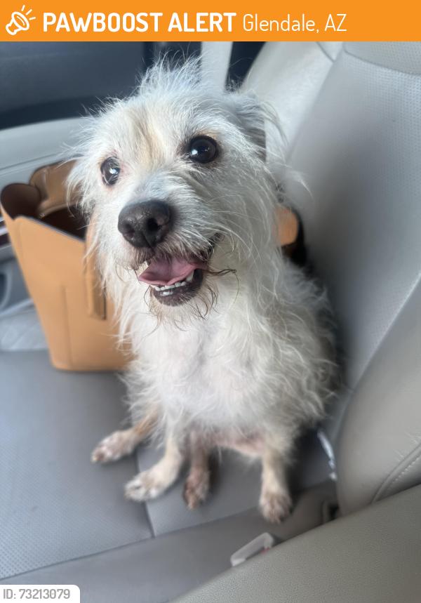Found/Stray Male Dog last seen 63rd Ave and Sweetwater Ave, Glendale, AZ 85304