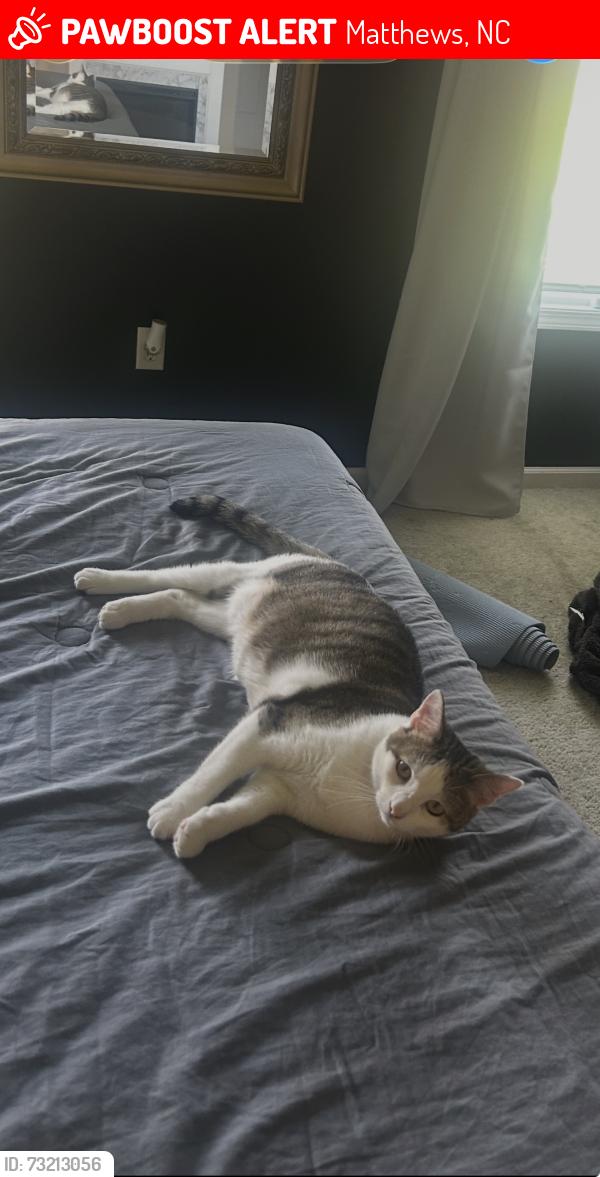 Lost Female Cat last seen Brightmoor Ridge Drive, Matthews, NC 28105