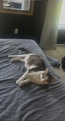 Lost Female Cat last seen Brightmoor Ridge Drive, Matthews, NC 28105