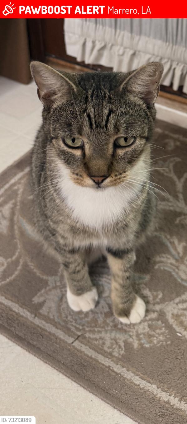 Lost Male Cat last seen Oak Bayou, Marrero, LA 70072
