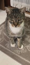 Lost Male Cat last seen Oak Bayou, Marrero, LA 70072