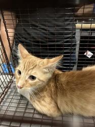 Shelter Stray Male Cat last seen Near BLK SPRING ST, LONG BEACH CA 90815, 7700 E Spring St, Long Beach, CA 90815, USA