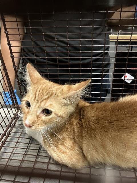 Shelter Stray Male Cat last seen Near BLK SPRING ST, LONG BEACH CA 90815, 7700 E Spring St, Long Beach, CA 90815, USA
