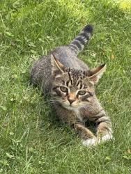 Found/Stray Male Cat last seen Laural Hill Ave Cranston, Cranston, RI 02920