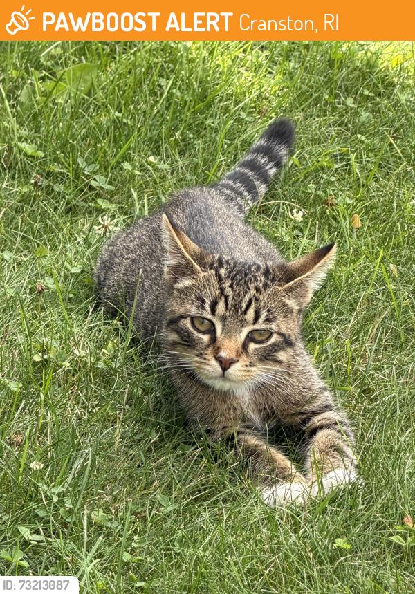 Found/Stray Male Cat last seen Laural Hill Ave Cranston, Cranston, RI 02920