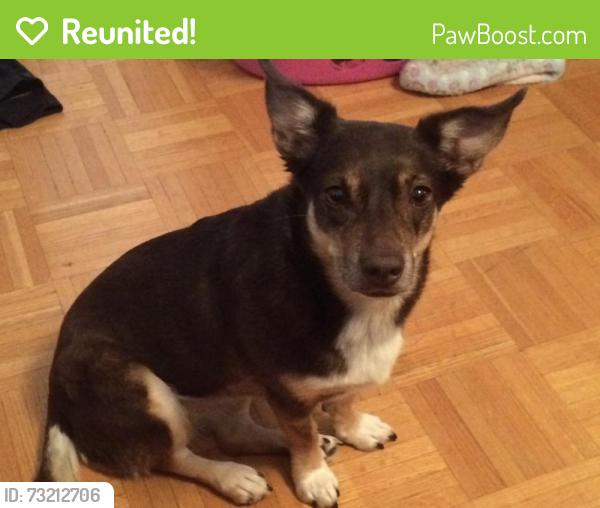 Reunited Female Dog last seen Kipling and dixon, Toronto, ON M9R 2J9