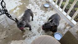 Reunited Unknown Dog last seen Hunter's Ridge, Fontana, CA 92336, USA, Fontana, CA 92336