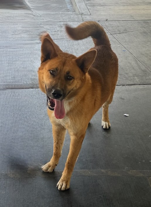 Shelter Stray Male Dog last seen , 1850 W 60th St, Los Angeles, CA 90047, USA