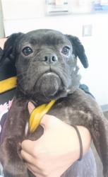 Shelter Stray Female Dog last seen , 1850 W 60th St, Los Angeles, CA 90047, USA