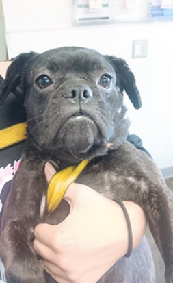 Shelter Stray Female Dog last seen , 1850 W 60th St, Los Angeles, CA 90047, USA