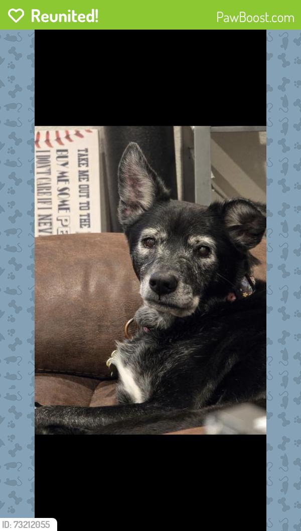 Reunited Female Dog last seen North Winding Pines near drainage ditch, Tomball, TX 77375