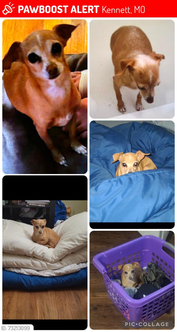 Lost Female Dog last seen South Jackson Street, Kennett, MO 63857