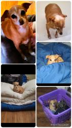 Lost Female Dog last seen South Jackson Street, Kennett, MO 63857