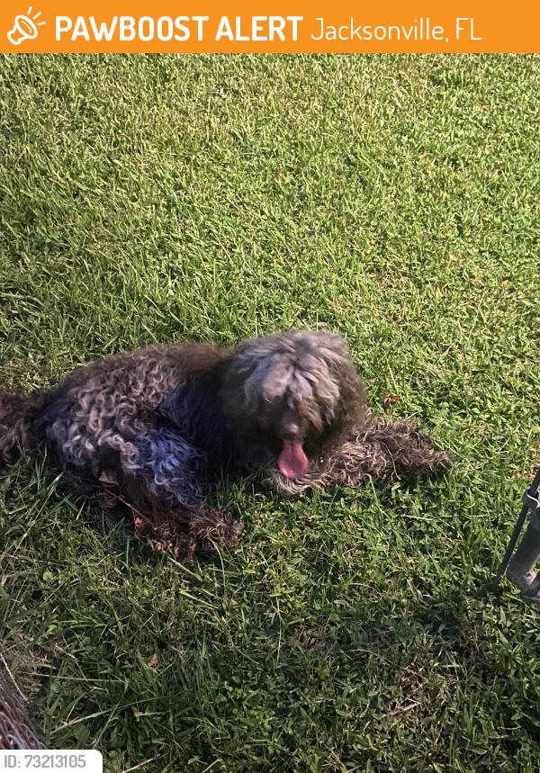 Found/Stray Unknown Dog last seen Wheat Rd, Jacksonville, FL 32244