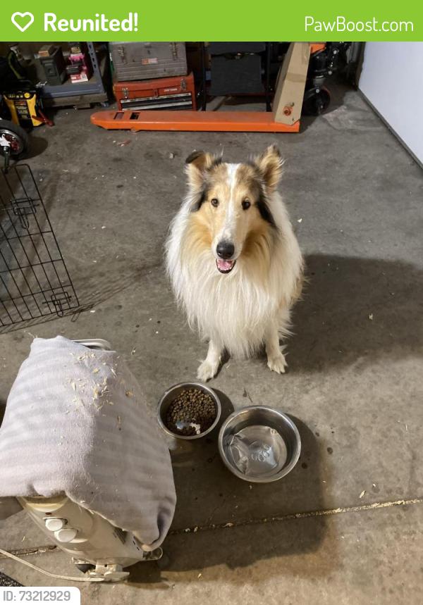 Reunited Male Dog last seen Harlan and 10th, Lakewood, CO 80214