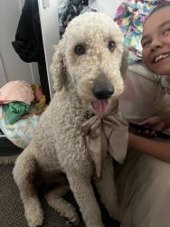 Reunited Male Dog last seen Near E Lincoln Ave, Anaheim, CA 92806, USA, Anaheim, CA 92806