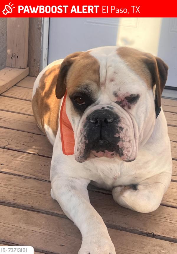 Lost Male Dog last seen Asencion St and Anton Ave, El Paso, TX 79938