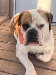 Lost Male Dog last seen Asencion St and Anton Ave, El Paso, TX 79938