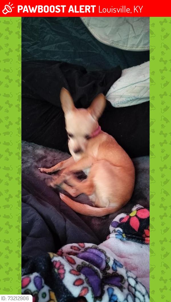 Lost Female Dog last seen Carlisle avenue Baptist Church, Louisville, KY 40215