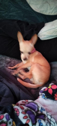 Lost Female Dog last seen Carlisle avenue Baptist Church, Louisville, KY 40215