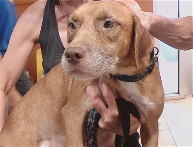 Shelter Stray Female Dog last seen OLD TRILBY RD, 19640 Dogpatch Ln, Land O' Lakes, FL 34638, USA
