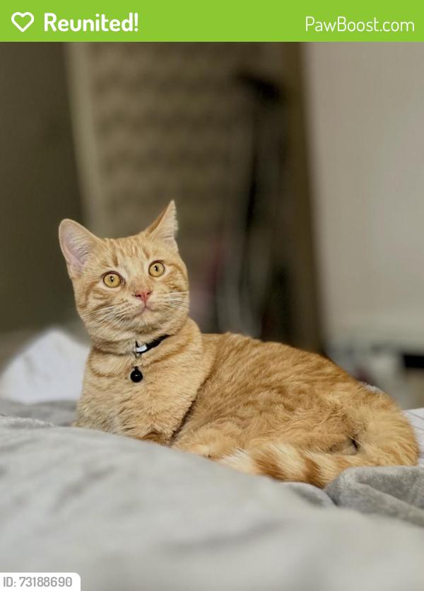Reunited Male Cat last seen Farm Bureau, Concord, CA 94519