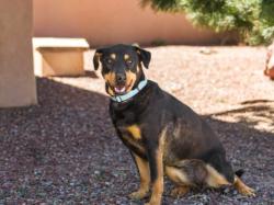 Shelter Stray Female Dog last seen Near BLOCK NM 944 EDGEWOOD NM 87015, 100 Caja Del Rio Rd, Santa Fe, NM 87507, USA