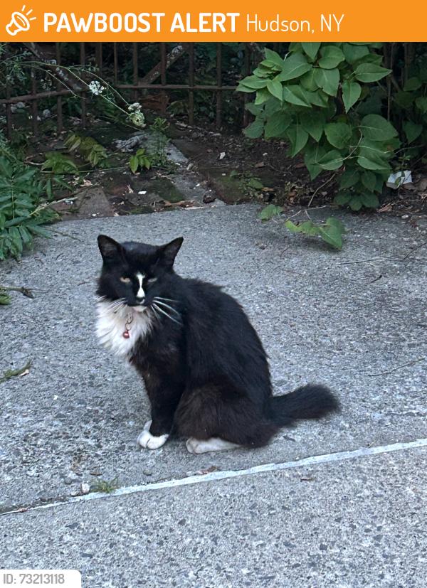 Found/Stray Unknown Cat last seen Across from Dish Hudson, Hudson, NY 12534
