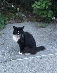 Found/Stray Unknown Cat last seen Across from Dish Hudson, Hudson, NY 12534