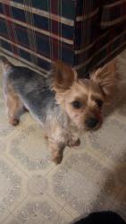 Lost Female Dog last seen Keele st, Jackson, MS 39206