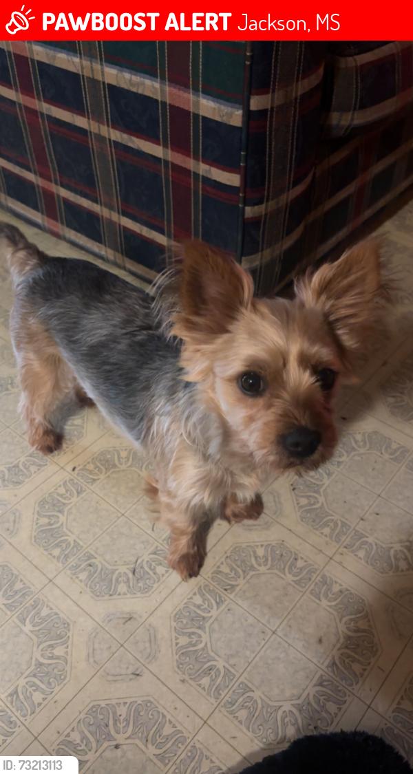 Lost Female Dog last seen Keele st, Jackson, MS 39206
