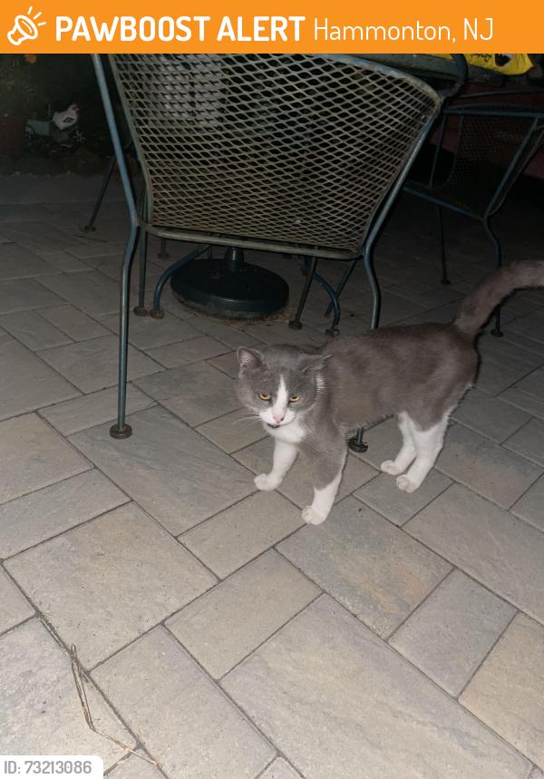 Found/Stray Unknown Cat last seen Tilton st, Hammonton, NJ 08037