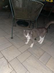 Found/Stray Unknown Cat last seen Tilton st, Hammonton, NJ 08037