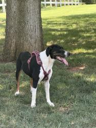 Found/Stray Unknown Dog last seen Britton and Sooner Rd, Oklahoma City, OK 73121