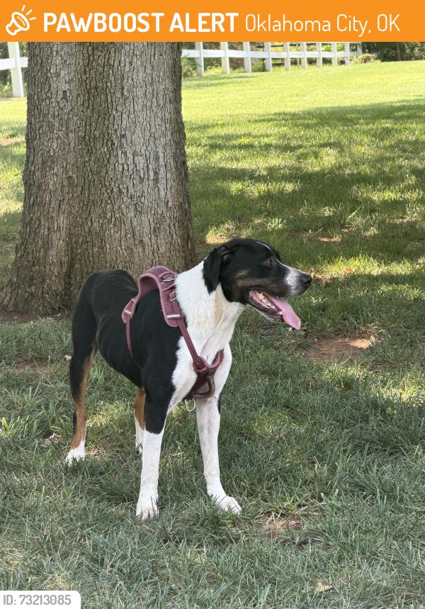 Found/Stray Unknown Dog last seen Britton and Sooner Rd, Oklahoma City, OK 73121