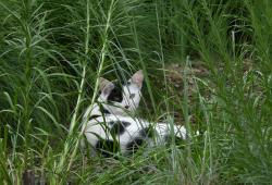 Found/Stray Unknown Cat last seen Jorgensen and 90th, Cottage Grove, MN 55016