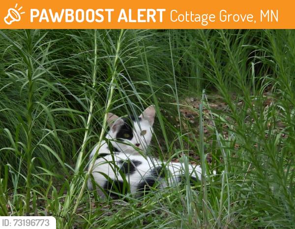 Found/Stray Unknown Cat last seen Jorgensen and 90th, Cottage Grove, MN 55016
