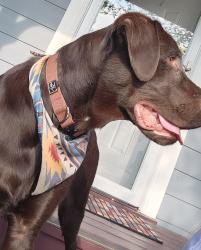 Reunited Male Dog last seen Sonoma St and Bordeaux Blvd (Canyon Creek), Missoula, MT 59808